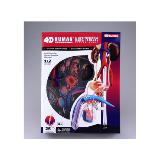 4D Human Series Puzzle - 1/2 Male Reproductive System Anatomy Model