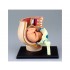 4D Human Series Puzzle - Pregnancy Pelvis Anatomy Model 