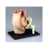 4D Human Series Puzzle - Pregnancy Pelvis Anatomy Model 