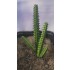 1/35 - 1/16 Plastic Plants - Giant Cactus Set (4pcs)