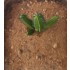 1/35 - 1/16 Plastic Plants - Giant Cactus Set (4pcs)