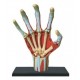 4D Human Series Puzzle - Hand Anatomy Model 