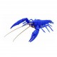 Crayfish (Procambarus clarkii) #Blue (23x14x6cm) [FI 24 EX1]