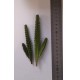 1/35 - 1/16 Plastic Plants - Giant Cactus Set (4pcs)